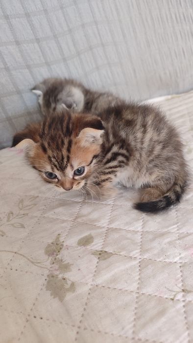 Котята шодландцы