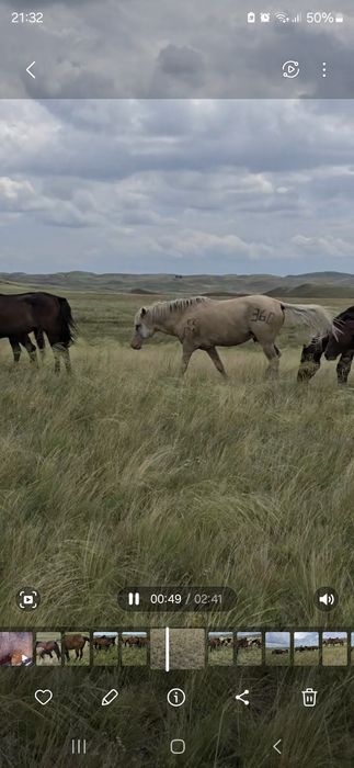 Айғыр Жабы сатылады, продается жеребец