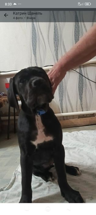 Продажа щенков Кане корсо