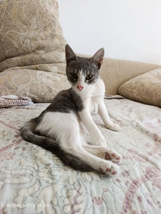 Котенок в добрые руки