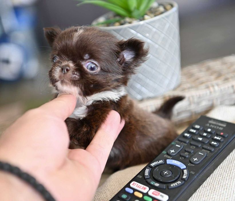 Мъжко дългокосместо мниатюрно шоколадово чихуахуа