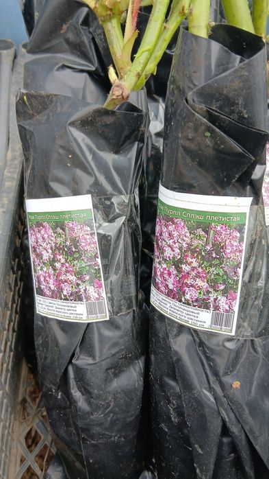 Розы ЗКС сортовые по 1500т