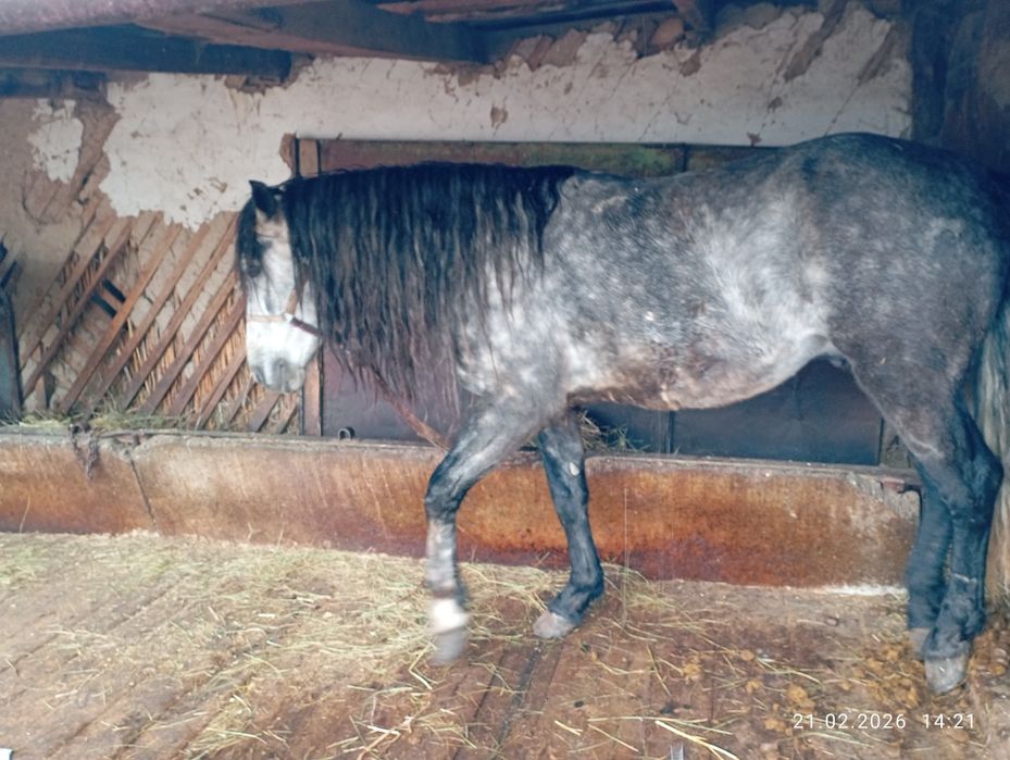 Продам Коня 4 года