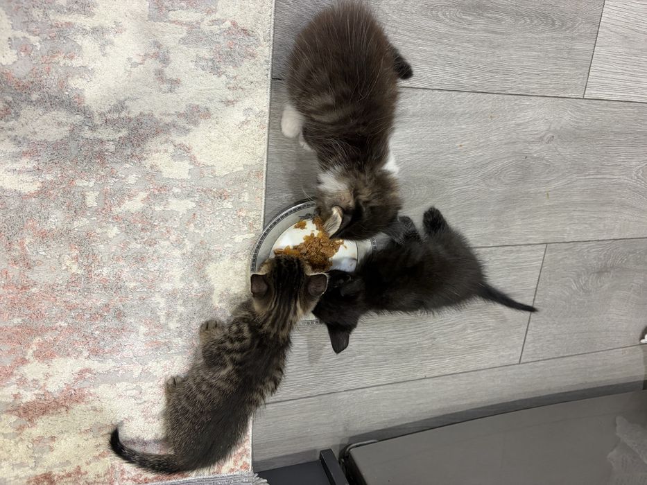 Отдам котят 2 мальчика 2 девочки