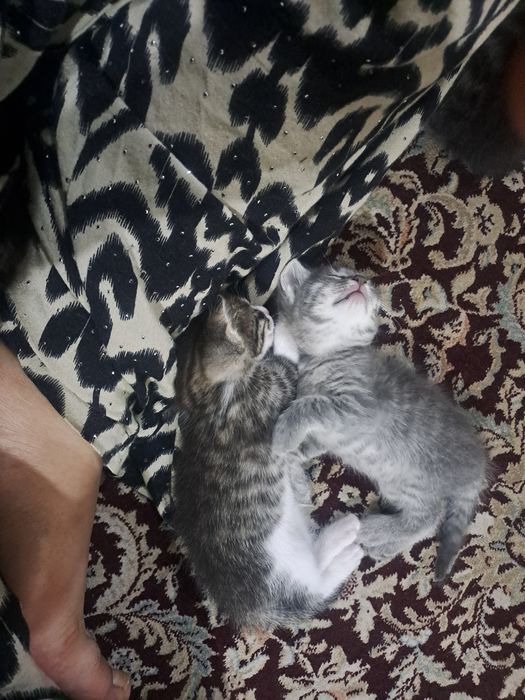 Мушук болалари бераман