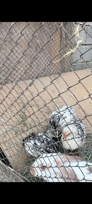 Адлер Тауык сатылады