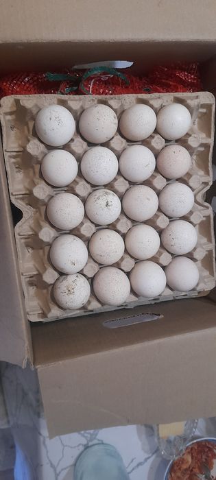 Түиетауық жұмыртқасы  бронза 708