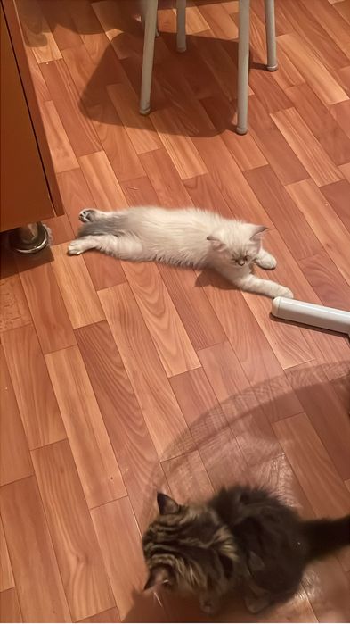 Котенок британец.