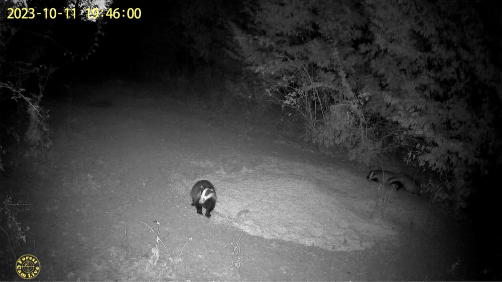 ForestCamLive F1R 4G Camera Vanatoare Live