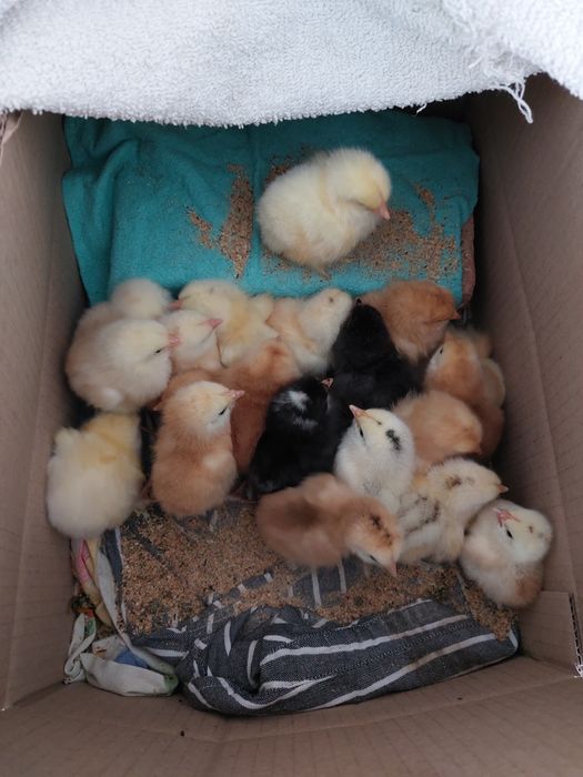 Pui de vânzare de o săptămână