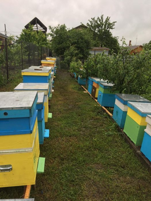 Vând familii albine pe 10 rame