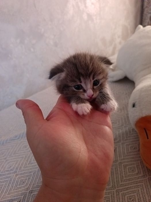 Котята только в добрые руки!