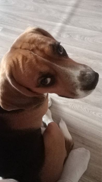Бигль, 4 года. Ищет добрый дом