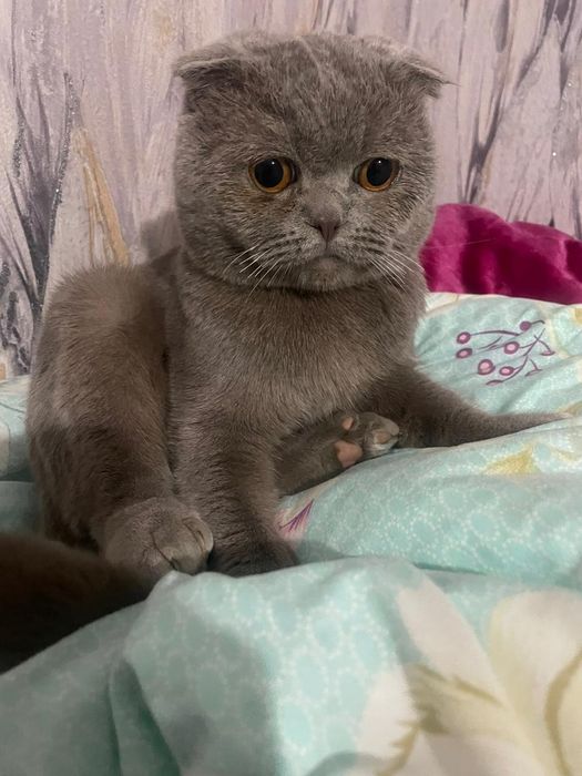 Милый котёнок ищет хозяина