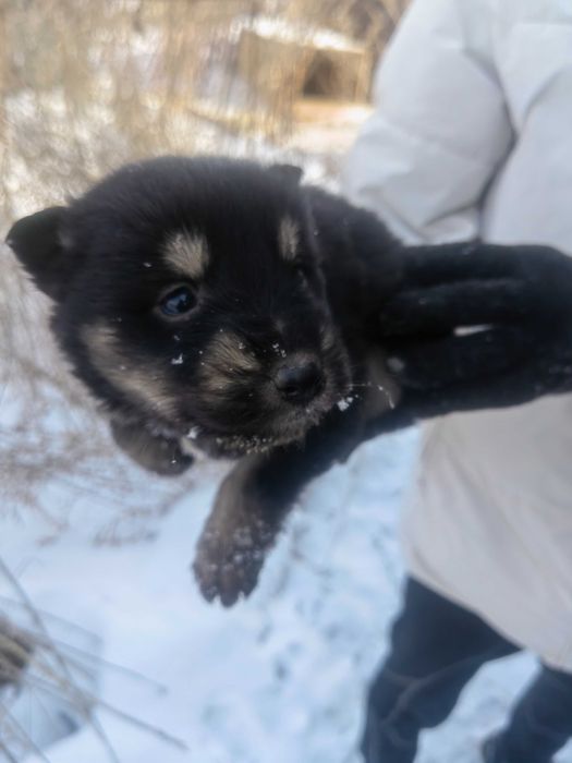 Шикарные щенки!!!