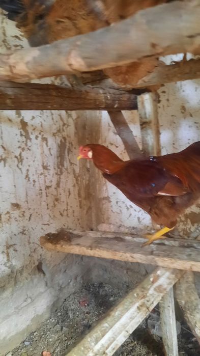 Хурозлар сотилади соглом  хонаки брама аралаш