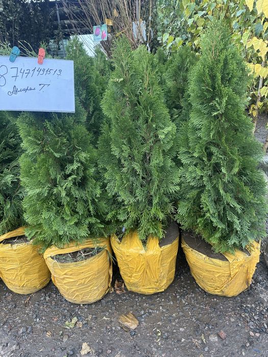 Туя Смарагд. Туя Брабант Туя шарик. Туя