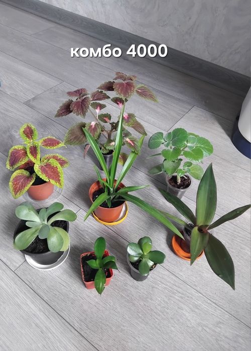 Комбо из 8ти цветов