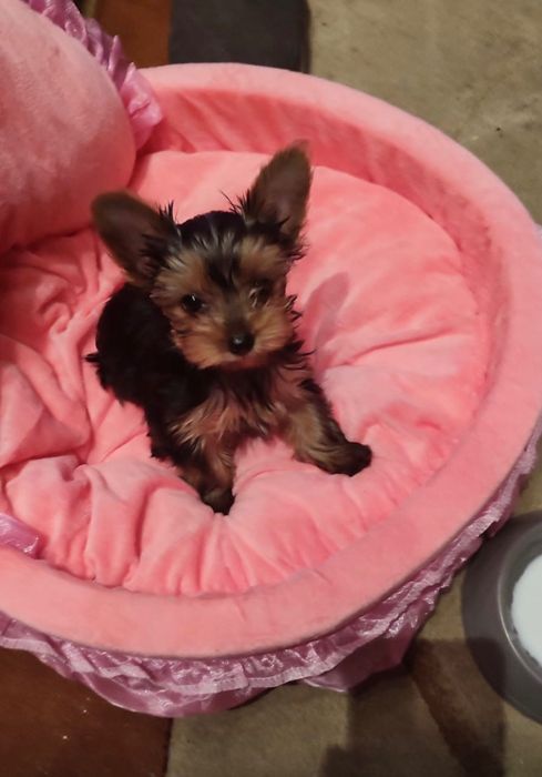 Йоркширский терьер