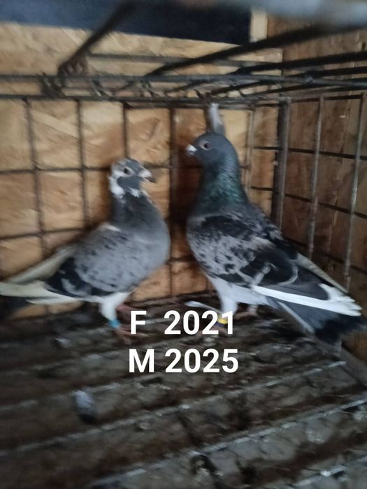 Perechi porumbei voiajori sport