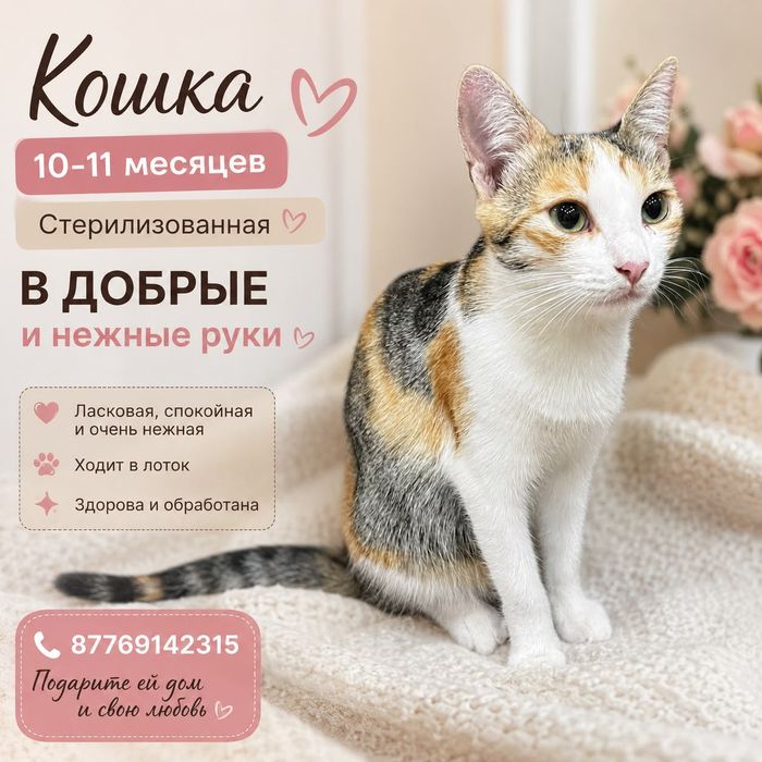 Кошки в добрые руки