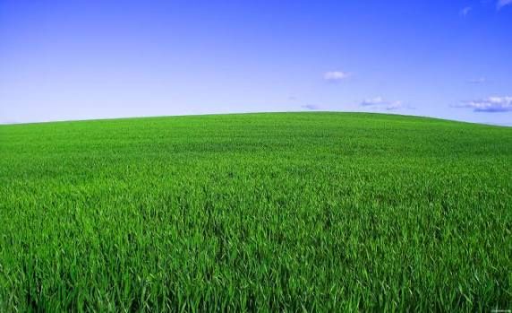 Газон рулонли сифатли