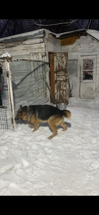 Вязка немецкая овчарка кабель.