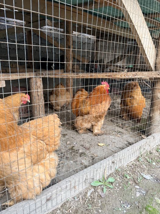 Брама кох паливий товук тухумлари сотилади