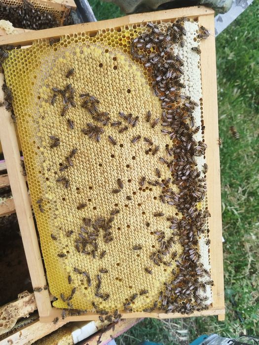 Roi albine naturali și familii  de vânzare