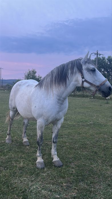 Iapa de 7 ani garantata