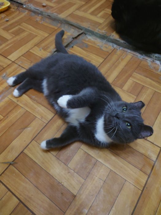 Мусе нужен человек