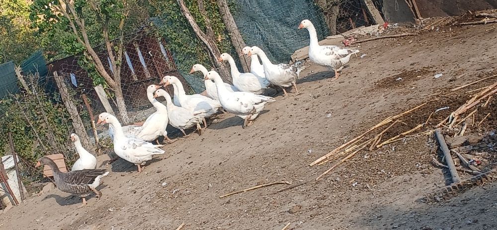 Gâște de vânzare
