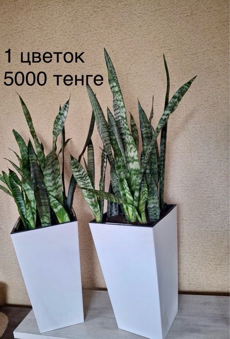 Комнатные растения