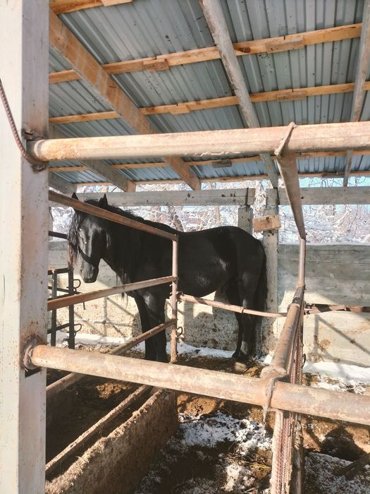 Айгыр  уйырде журген