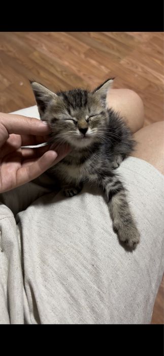 Продам маленьких котят