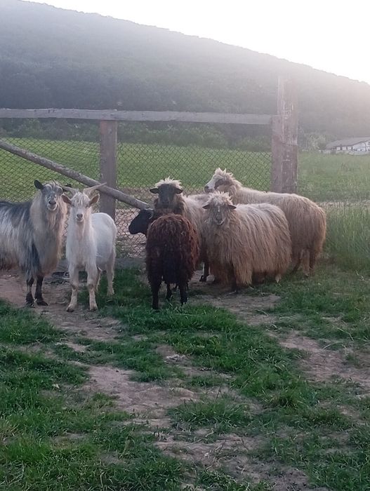 De vânzare trei oi și un miel un țap