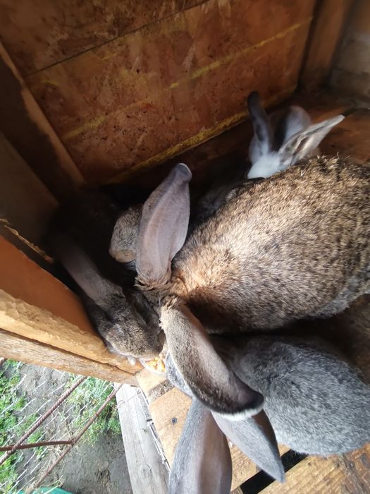 Vând iepuri belgieni, fluturi și uriaș belgian alb.