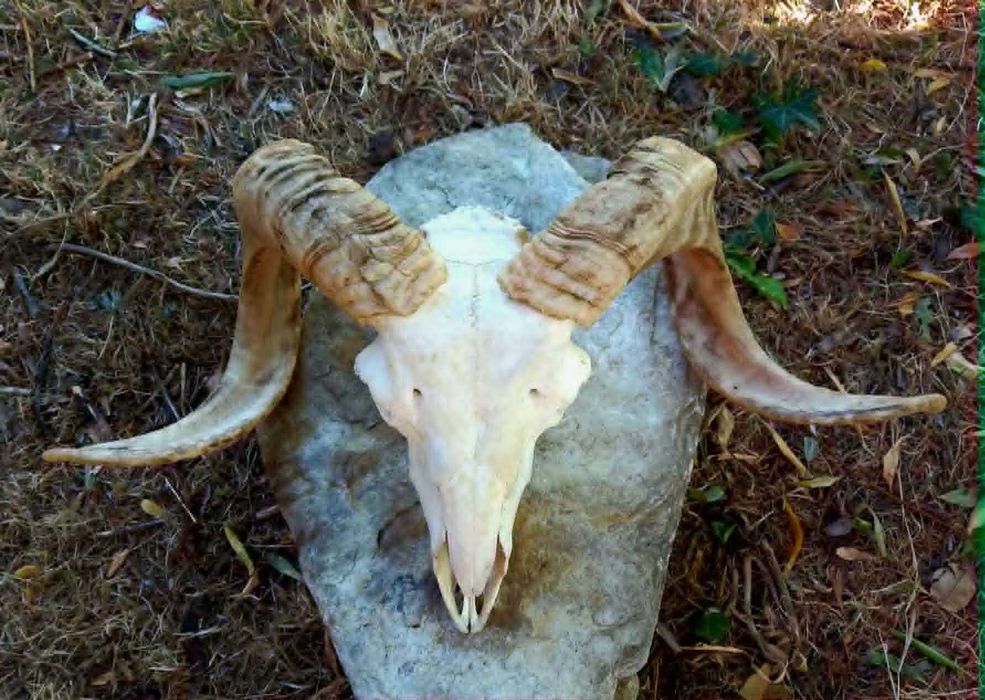 trofeu-trofee-craniu-coarne de berbec urias