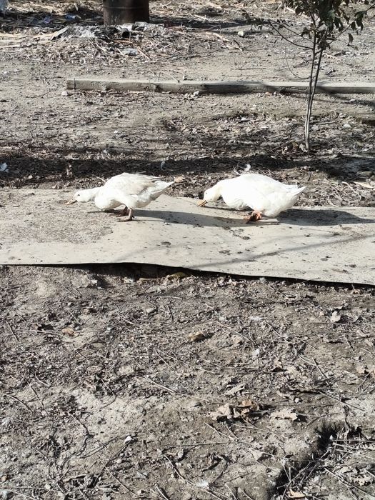 Продам уток шипуны и кряки