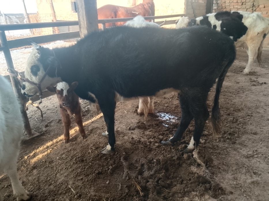 Бузаулы кашарлар