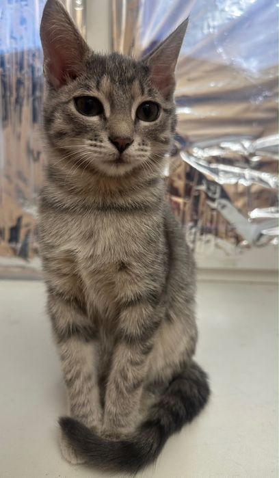 Котенок только в добрые руки!