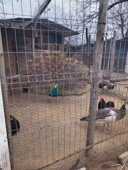 Vând  păuni tineri