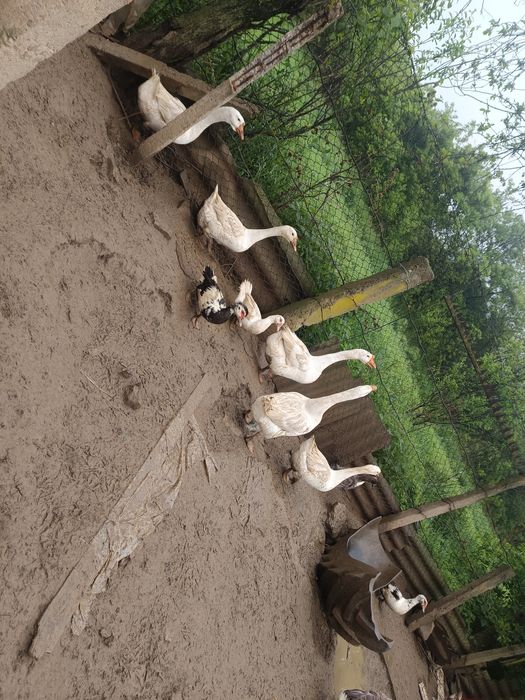 Vând 7 gâște (4 gânsaci și 3 gâște)