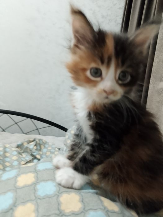 Продам катенька девочку мен куй