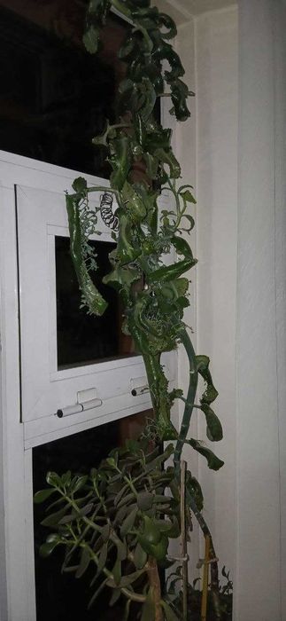 Денежное дерево и лекарственное растение - Калонхое (отдам даром)