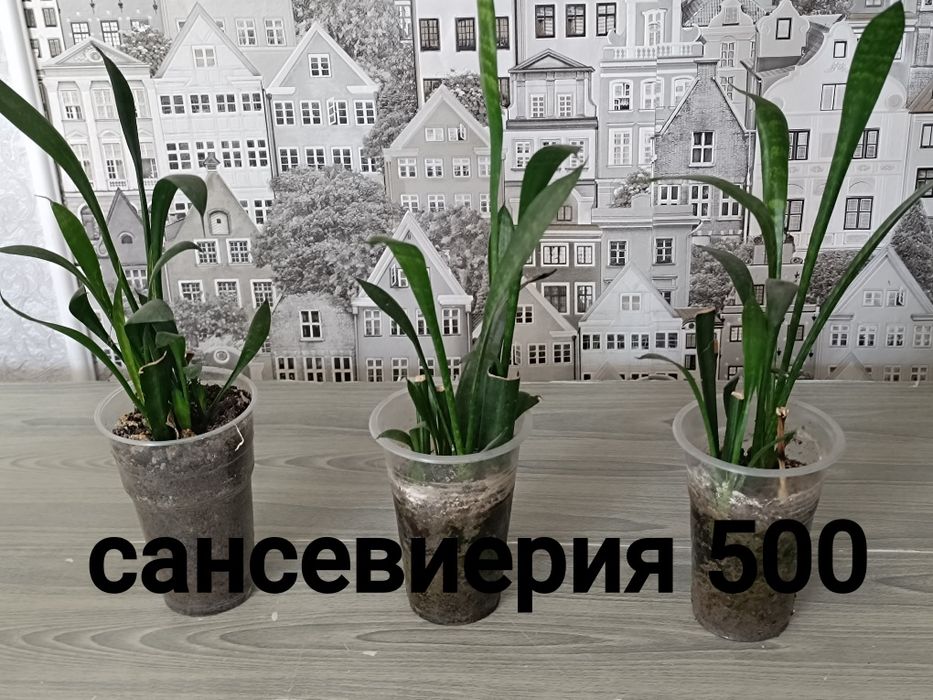 Комнатные растения