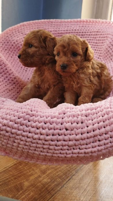 Миниатюра Пудель