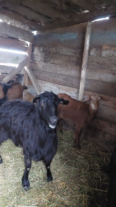 Capre tinere gestante