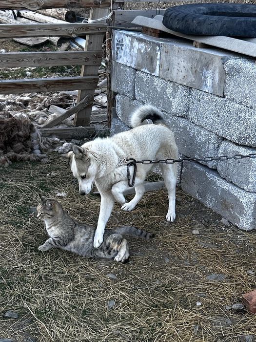 Лайка 5 айлық таза