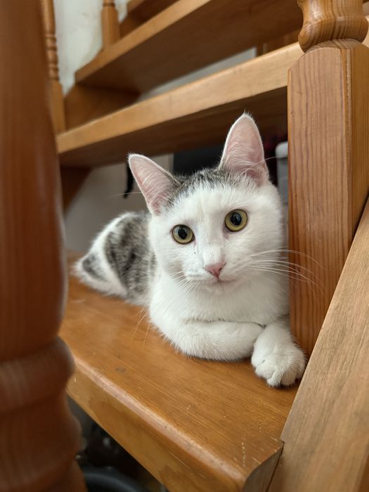 Отдам котика в добрые руки